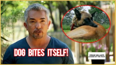 This Dog Bites Itself! (Leader of the Pack)