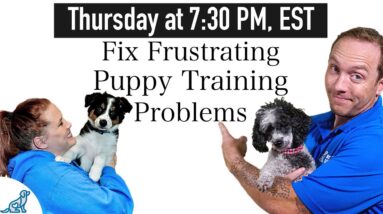 With 5 Rules EVERY Puppy Owner Should Know!