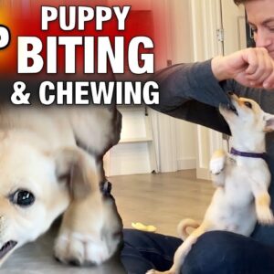 How to STOP PUPPY BITING & CHEWING: Reality Dog Training