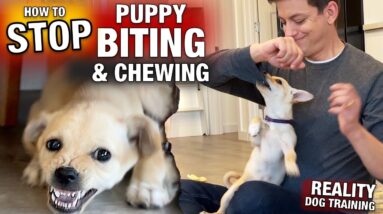 How to STOP PUPPY BITING & CHEWING: Reality Dog Training