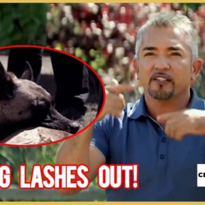 "The Worst Dog She Has Ever Seen" (Cesar Millan's Leader of the Pack)
