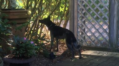 Drop It or Leave It? Most Important Dog Training Commands, Dog Training Tips