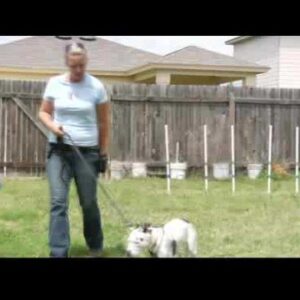 Basic Dog Training Tips : Dog Leash Training