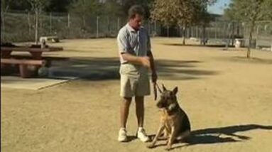Basic Dog Training Tips : How to Train a Dog to Heel