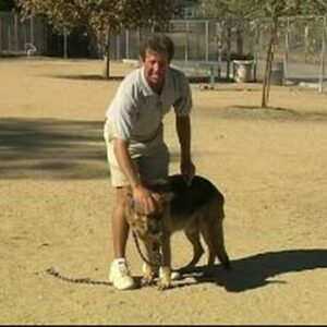 Basic Dog Training Tips : How to Train a Dog to Stand & Stay