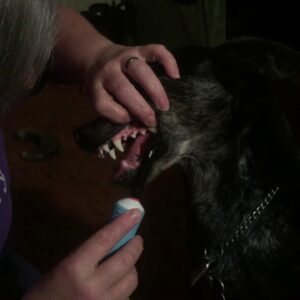 Brush your dog's teeth!