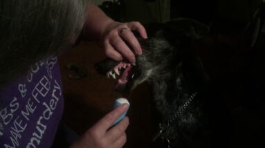Brush your dog's teeth!