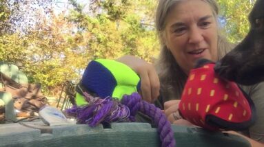 Clean Run vs Kong treat holding toy review