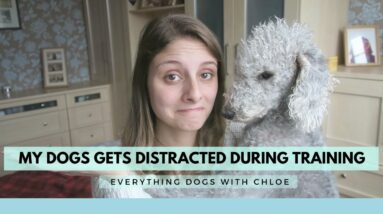 DOG DISTRACTED DURING TRAINING - HOW TO STOP