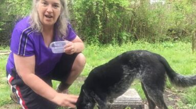Dog Trick: Paws Up and Rotate (part 1)