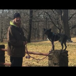 Teach your Dog to Heel by Working on your Relationship, Dog Training Tip