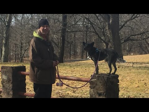 Teach your Dog to Heel by Working on your Relationship, Dog Training Tip