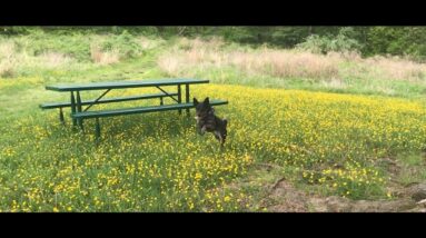 Exercise your dog!