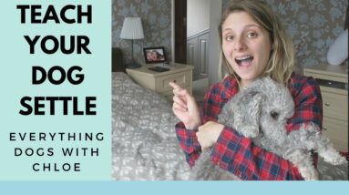 HOW TO SETTLE A DOG DOWN A NIGHT - 5 TIPS FOR SETTLING YOUR DOG