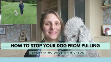 HOW TO STOP DOG PULLING ON LEAD WHEN WALKING - 3 GREAT TIPS