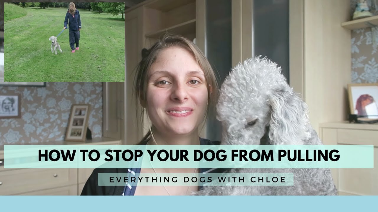 HOW TO STOP DOG PULLING ON LEAD WHEN WALKING 3 GREAT TIPS Best Dog