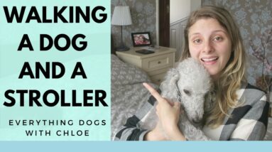 HOW TO WALK DOG WITH STROLLER - 5 TIPS AND TRICKS FOR YOU
