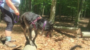 Just one of the many reasons why hiking is the best way to walk your dog