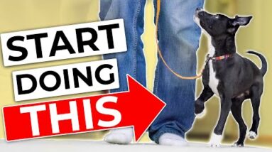 STOP Doing Your Traditional Puppy Leash Walking Training!