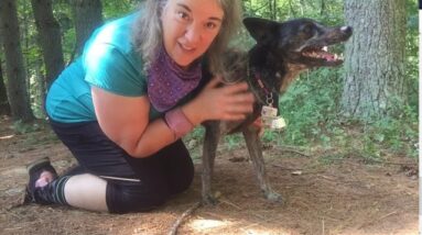 Teach your dog to generalize