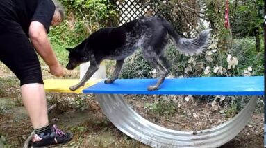 Training for the teeter begins! Dog Agility