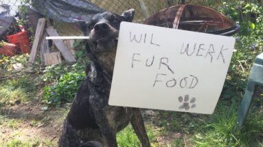 Training Ramble - Why I love Trick Training, Why Trick Dog Training Works!