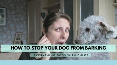 HOW TO STOP MY DOG FROM BARKING AT EVERYTHING - HOW TO STOP MY DOG BARKING