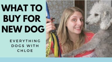 WHAT TO GET FOR A NEW DOG -  FIVE SUPPLIES AND ESSENTIALS