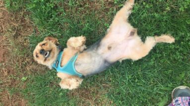 Chewy does Agility! Why Agility Benefits Training, Building your Dog's Confidence, Dog Training