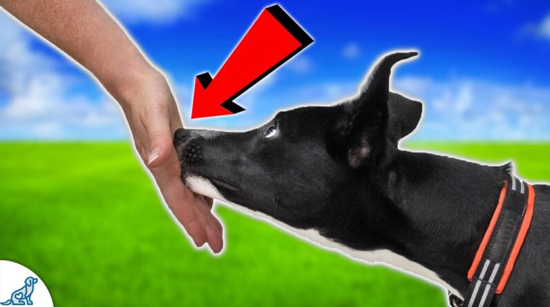 STOP What You Are Doing And Teach Your Dog This "Trick"!
