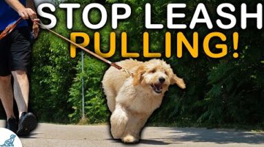 The Unpopular TRUTH About Your Leash Walking Training