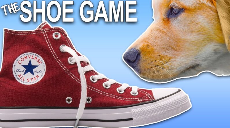 STOP Your Dog From Pulling On Leash With This STRANGE Game