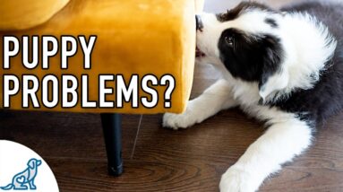 The BIGGEST Mistake New Puppy Owners Make...