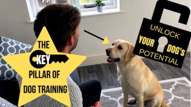 Focus, the Key Pillar of Dog Training
