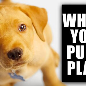 Frustrated With Your New Puppy? Make THESE Changes FAST!