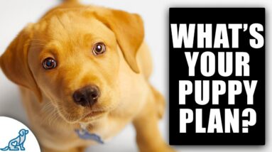 Frustrated With Your New Puppy? Make THESE Changes FAST!
