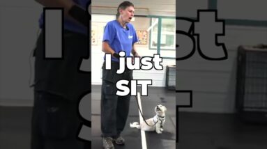 Here’s The Fix For Dogs That STOP On Walks!