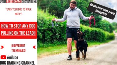How to STOP your dog from pulling on a lead & walk PERFECTLY!
