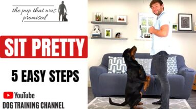 How to teach your dog “Sit Pretty”