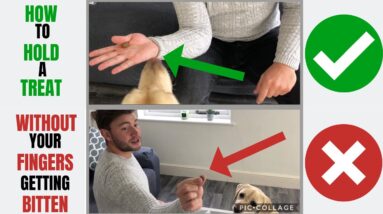 How To STOP My Puppy From Biting My Fingers! (Quick Hack On How you can hold the treat properly)