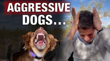 AGGRESSIVE DOGS Don't Exist.. and Most People Are STUPID When it Comes to Training Dogs