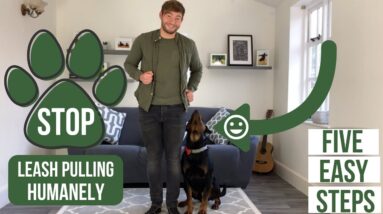 STOP your dog from pulling on the lead! 'Heel'
