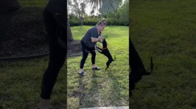 Check Out The Puppy’s “SIT” Command!!!