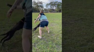 Check Out This Puppy’s “DOWN” Command!!