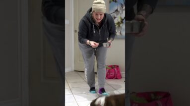 Proofing The IMPORTANT Part Of Your Puppy Training