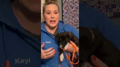 Puppy Crate Training At Night (Do THIS to get MORE Sleep)