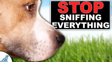 STOP Your Dog From Ignoring You On Walks!