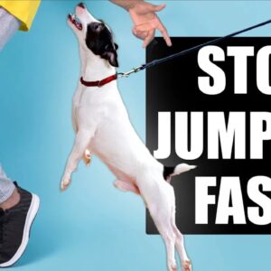 Teach Your Dog To STOP Jumping Up On People!