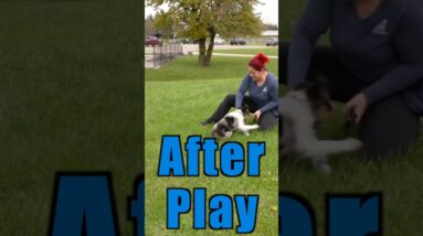 5 QUICK Tips for Puppy Potty Training