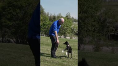 Do This EVERY TIME You Take Your Puppy Out To Potty